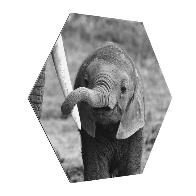 Hexagon Bild Alu-Dibond - Elefantenbaby