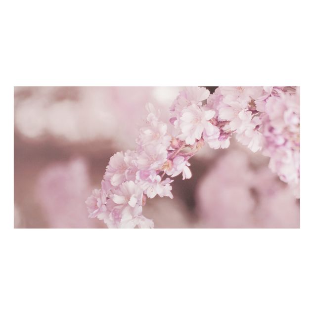 Spritzschutz Glas - Kirschblüte im Violetten Licht - Querformat 2:1