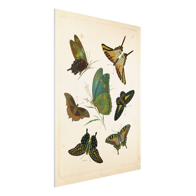 Wandbilder Tiere Vintage Illustration Exotische Schmetterlinge