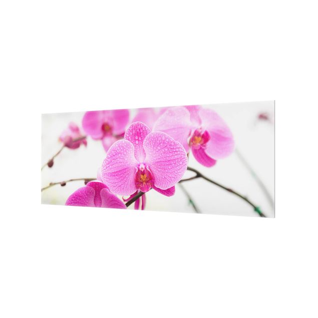 Spritzschutz Glas - Nahaufnahme Orchidee - Panorama - 5:2