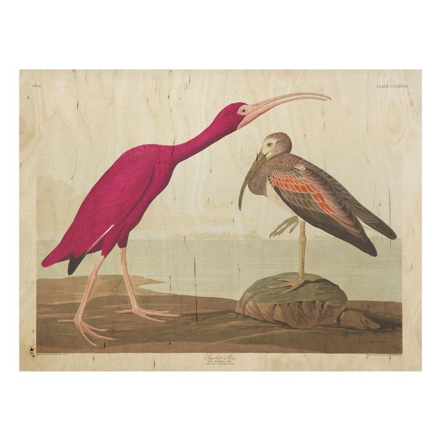 Holzbild maritim Vintage Lehrtafel Roter Ibis