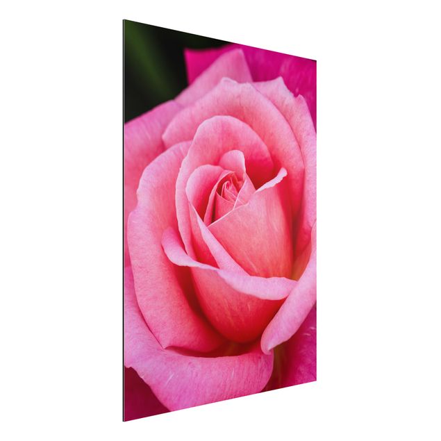 Bilder für die Wand Pinke Rosenblüte vor Grün