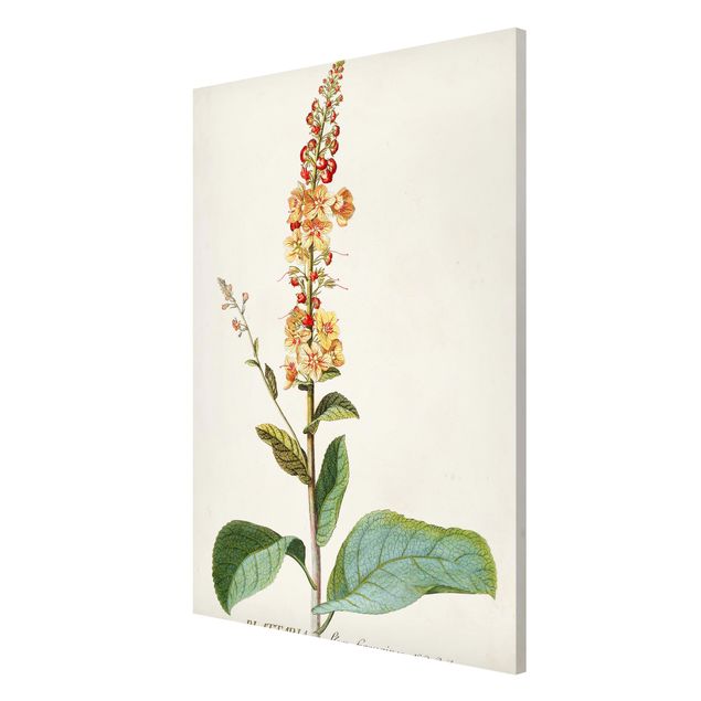 Bilder für die Wand Vintage Botanik Illustration Königskerze