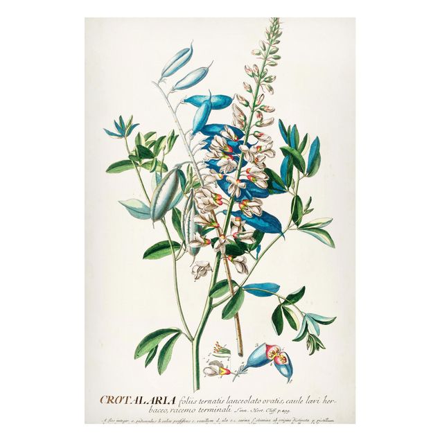 Magnettafel Blumen Vintage Botanik Illustration Hülsenfrüchte