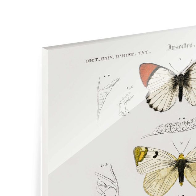 Glasbild - Vintage Lehrtafel Schmetterlinge II - Querformat 2:3