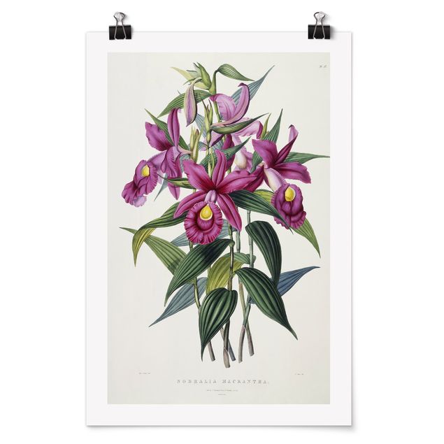Blumen Poster Maxim Gauci - Orchidee I