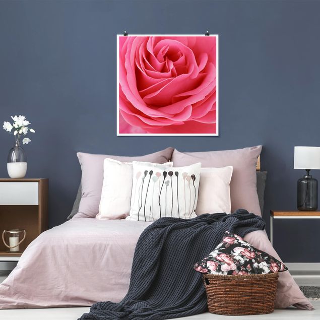 Blumen Poster Lustful Pink Rose