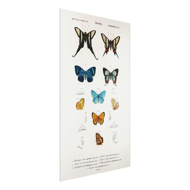 Schöne Wandbilder Vintage Lehrtafel Schmetterlinge I