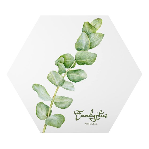 Hexagon Bild Alu-Dibond - Aquarell Botanik Eukalyptus