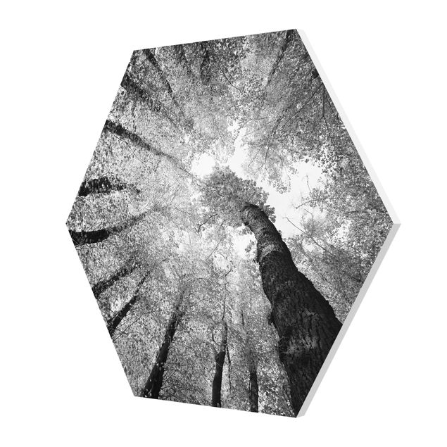 Hexagon Bild Forex - Bäume des Lebens II