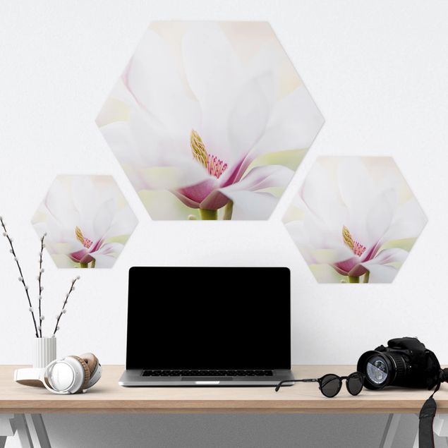 Hexagon Bild Forex - Zarte Magnolienblüte