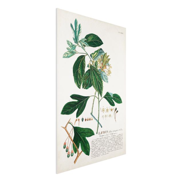 Bilder auf Hartschaumplatte Vintage Botanik Illustration Lorbeer