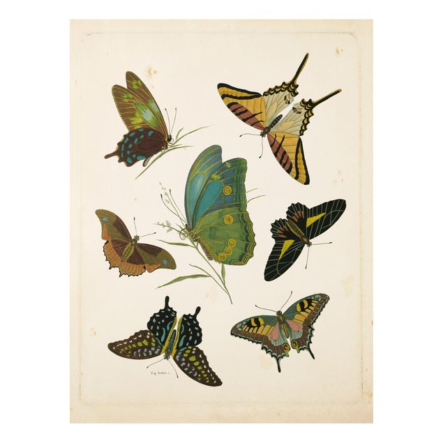 Forex Bilder Vintage Illustration Exotische Schmetterlinge