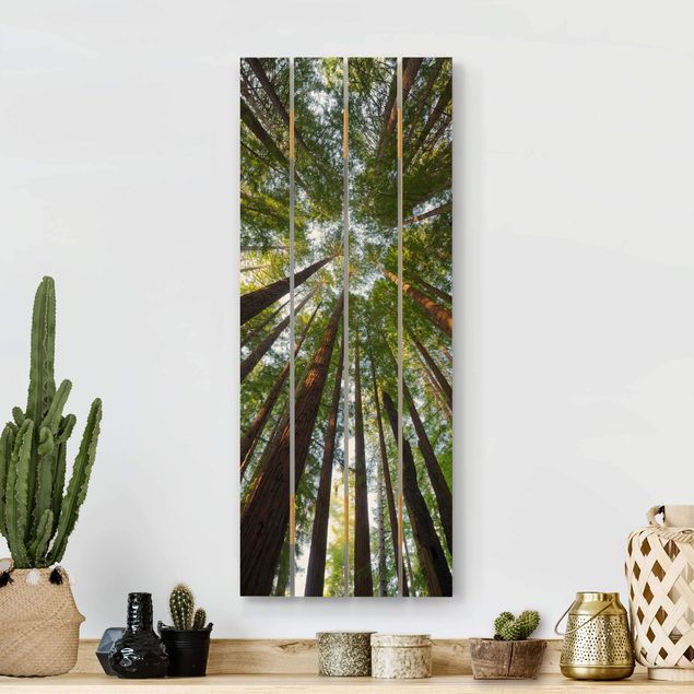 Holzbilder Natur Mammutbaum Baumkronen