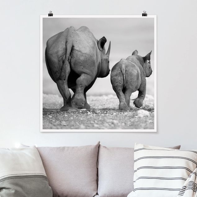 Poster - Wandering Rhinos II - Quadrat 1:1