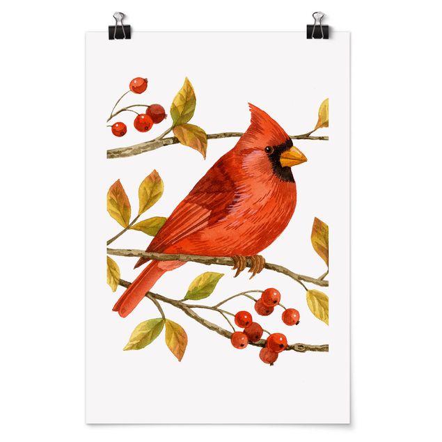 Poster Tiere Vögel und Beeren - Rotkardinal