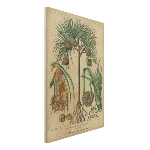 Wandbild Holz Vintage Vintage Lehrtafel Exotische palmen I