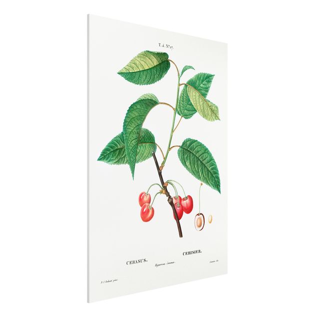 Bilder auf Hartschaumplatte Botanik Vintage Illustration Rote Kirschen