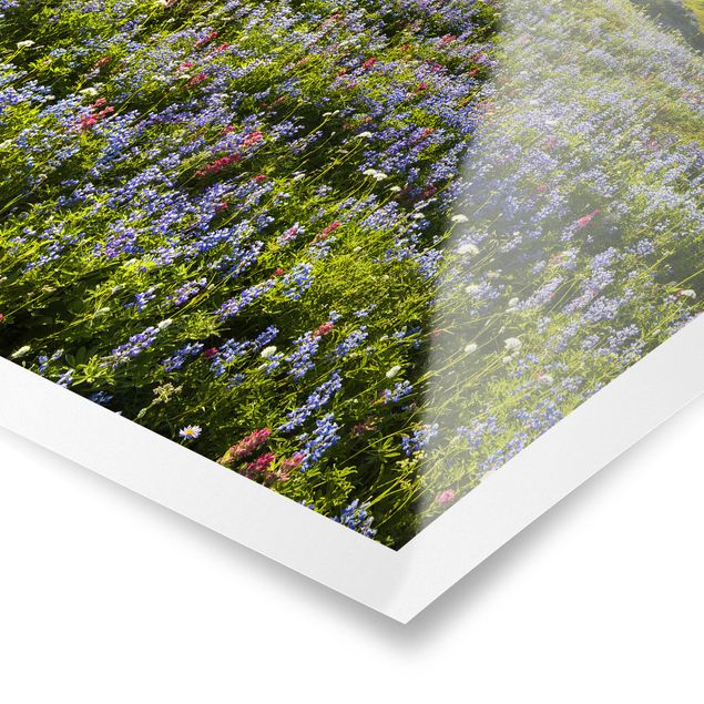 Poster Natur & Landschaft - Bergwiese mit roten Blumen vor Mt. Rainier