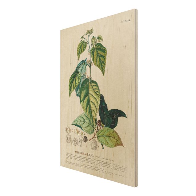 Moderne Holzbilder Vintage Botanik Illustration Kakao