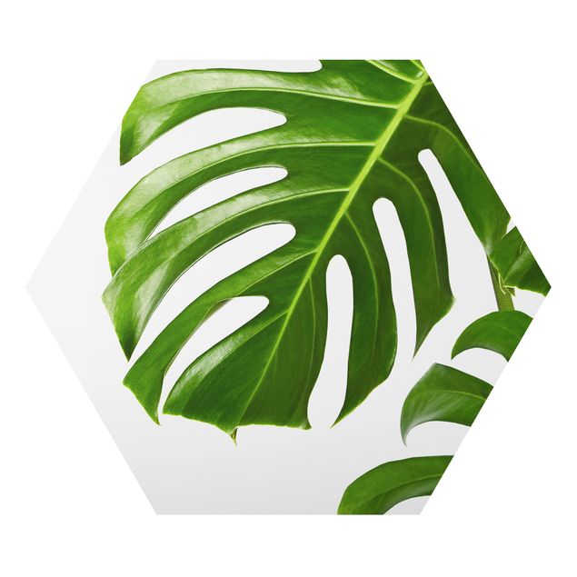 Hexagon Bild Alu-Dibond - Grüne Blätter Monstera