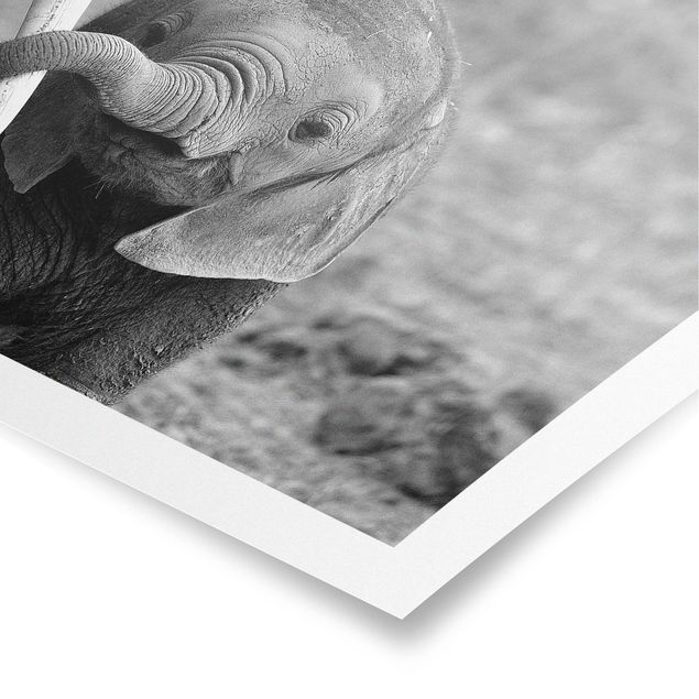 Poster - Elefantenbaby - Querformat 2:3
