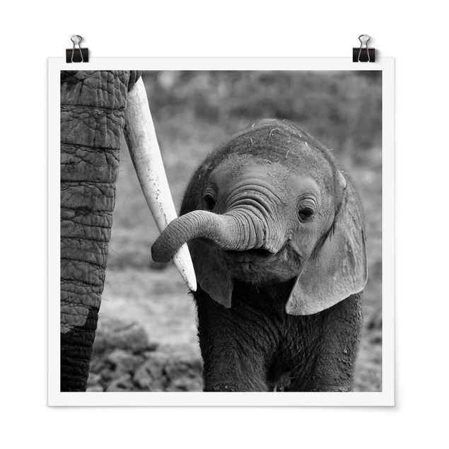 Poster - Elefantenbaby - Quadrat 1:1