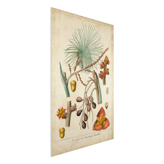 Bilder auf Hartschaumplatte Vintage Lehrtafel Exotische Palmen III