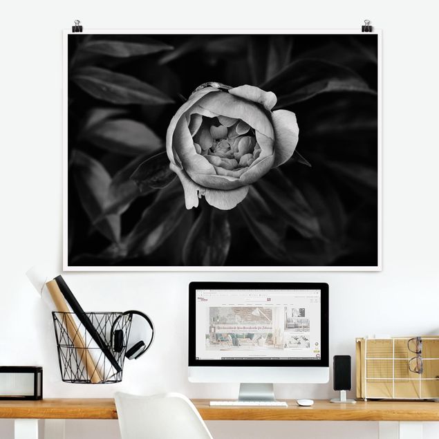 Poster Schwarz Weiß Querformat Pfingstrosenblüte vor Blättern Schwarz Weiß
