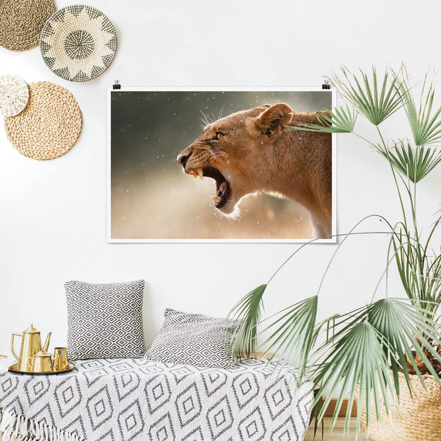 Poster Tiere Löwin auf der Jagd