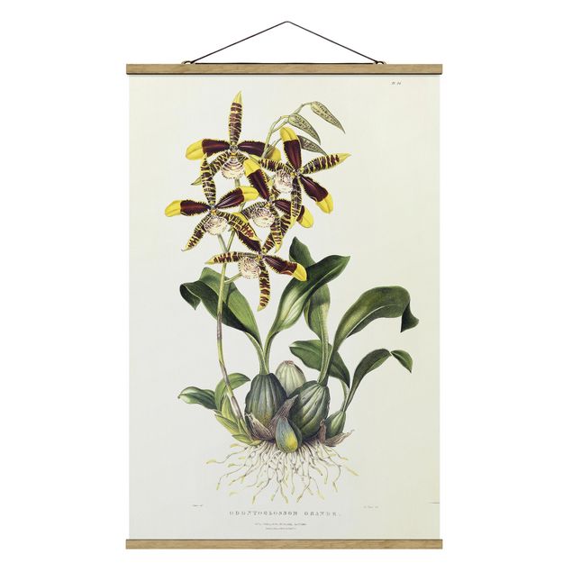 Stoffbilder Maxim Gauci - Orchidee II