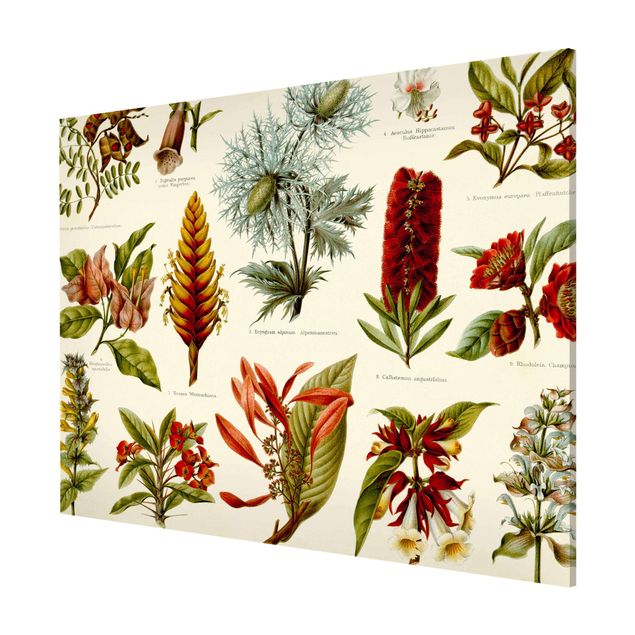 Bilder für die Wand Vintage Lehrtafel Tropische Botanik I