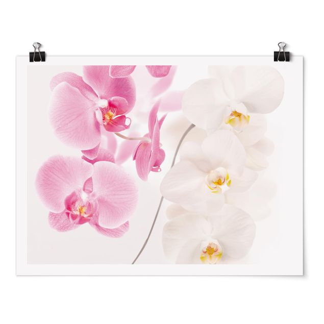 Poster - Delicate Orchids - Querformat 3:4