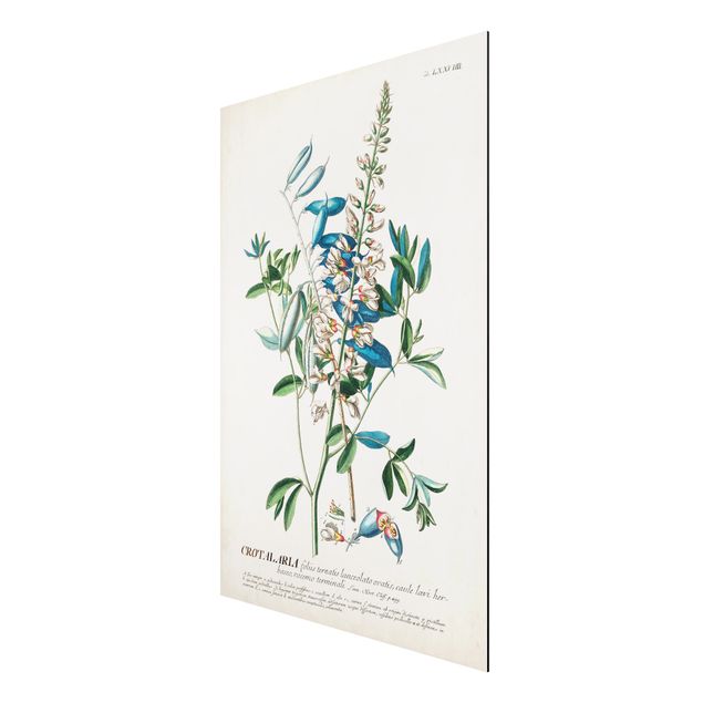 Aluminium Print gebürstet - Vintage Botanik Illustration Hülsenfrüchte - Hochformat 3:2