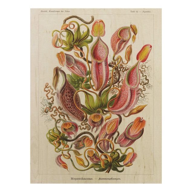 Holzbilder Blumen Vintage Lehrtafel Pflanzenillustration Rot Grün