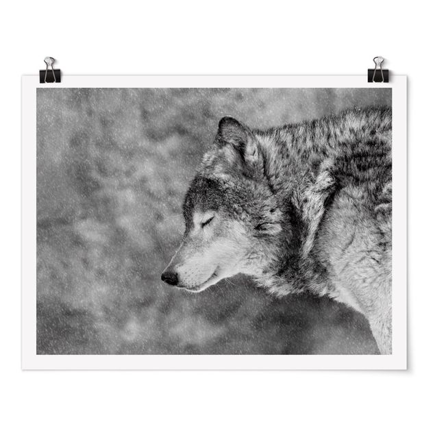 Schwarz-Weiß Poster Winter Wolf