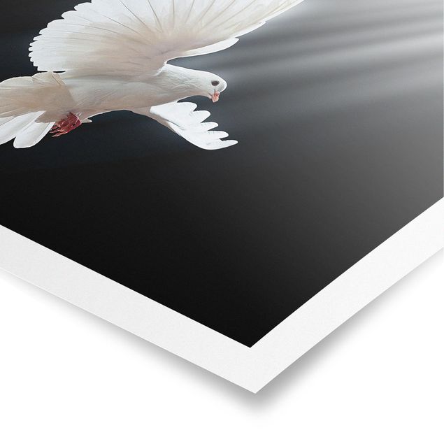 Poster - Holy Dove - Quadrat 1:1