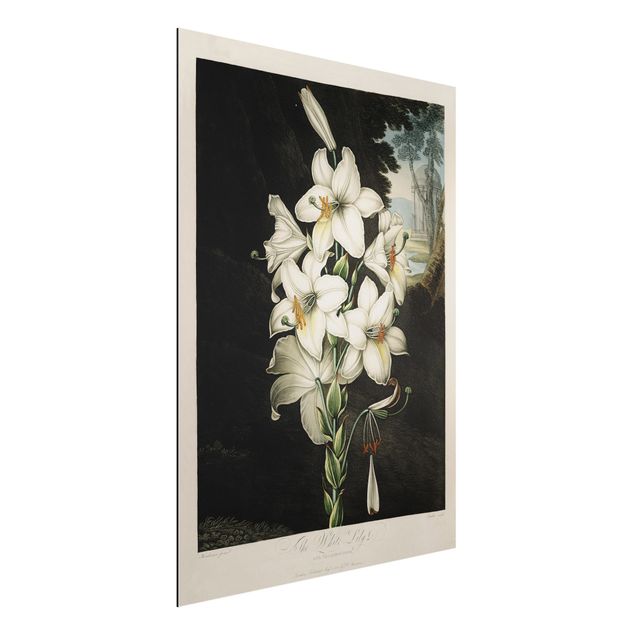 Wandbilder Botanik Vintage Illustration Weiße Lilie