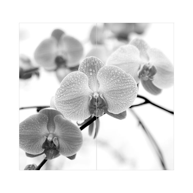 Duschrückwand - Nahaufnahme Orchidee Schwarz-Weiß