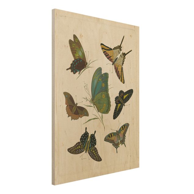Vintage Bilder Holz Vintage Illustration Exotische Schmetterlinge