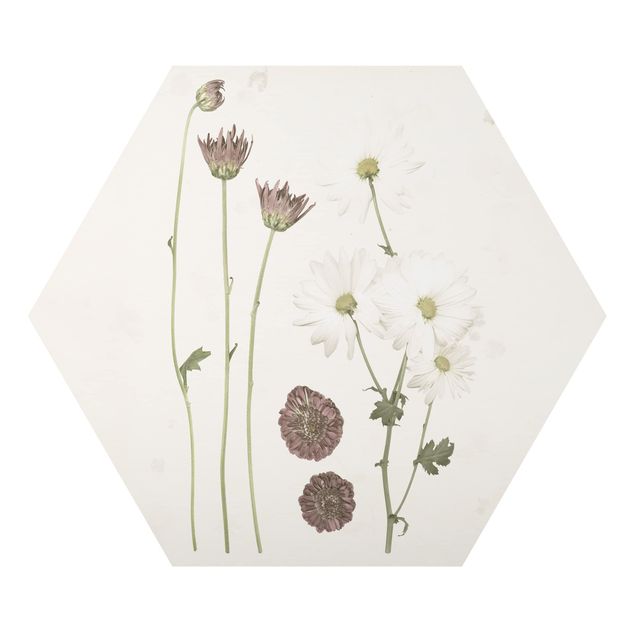Hexagon Bild Alu-Dibond - Herbarium in rosa IV