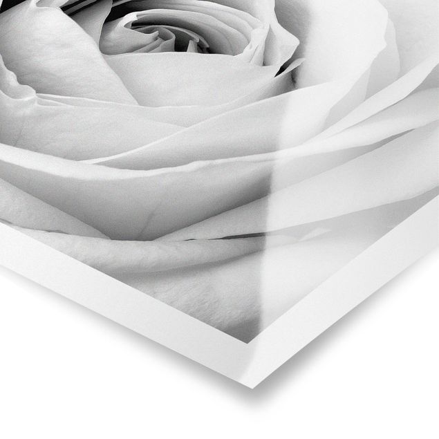 Poster - Close Up Rose - Querformat 2:3