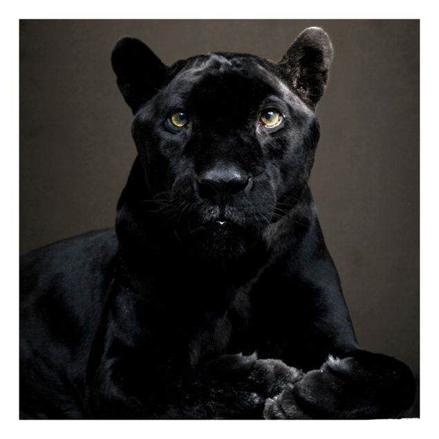 Schwarze Klebefolie Black Puma