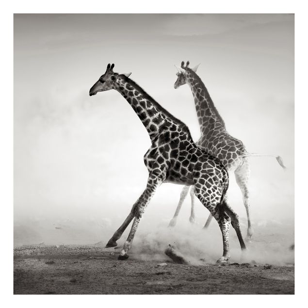 Schwarz-Weiß Folie selbstklebend Giraffenjagd