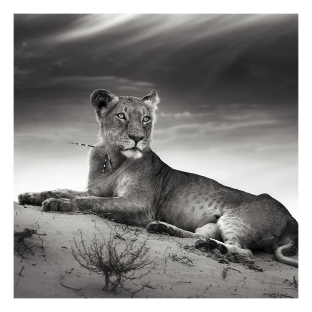 Selbstklebende Folie Schwarz-Weiß Resting Lion