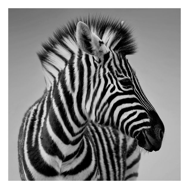 Klebefolie Schwarz-Weiß Zebra Baby Portrait II