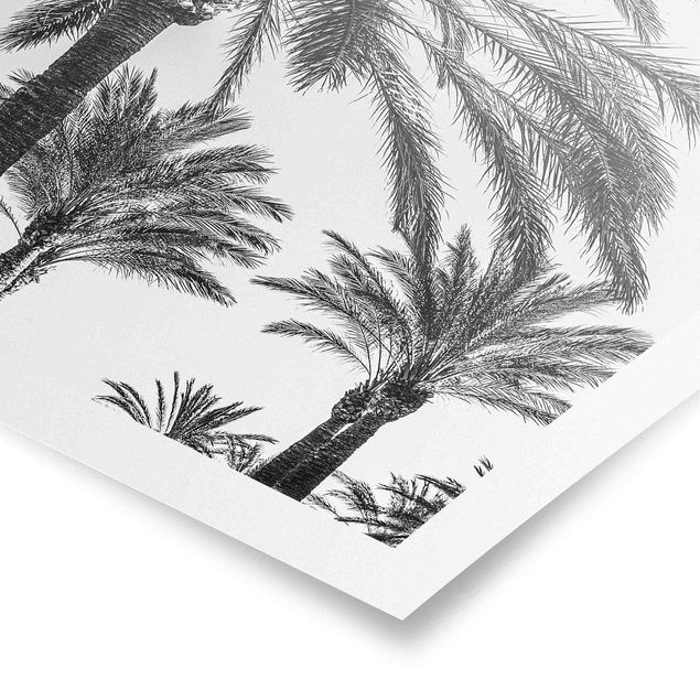 Poster kaufen Palmen im Sonnenuntergang Schwarz-Weiß