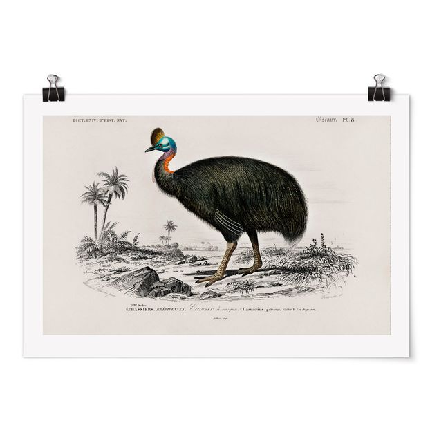 Retro Poster  Vintage Lehrtafel Emu