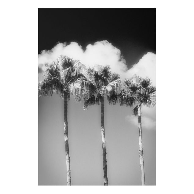 Wandbilder Palmen vor Himmel Schwarz-Weiß