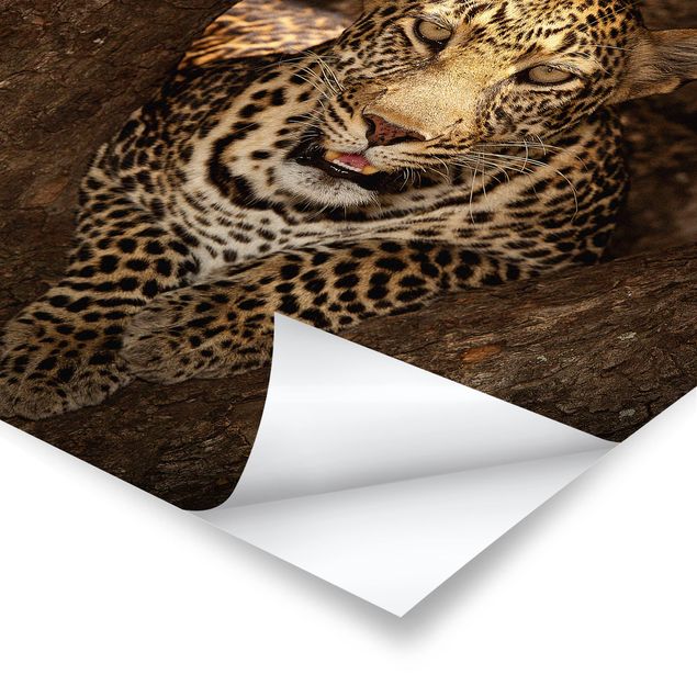 Poster - Leopard ruht auf einem Baum - Quadrat 1:1